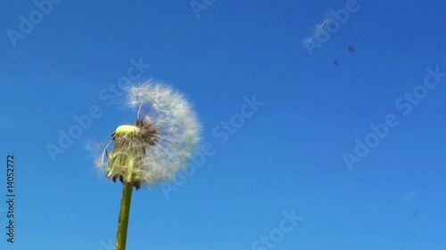 Löwenzahn/Pusteblume photo