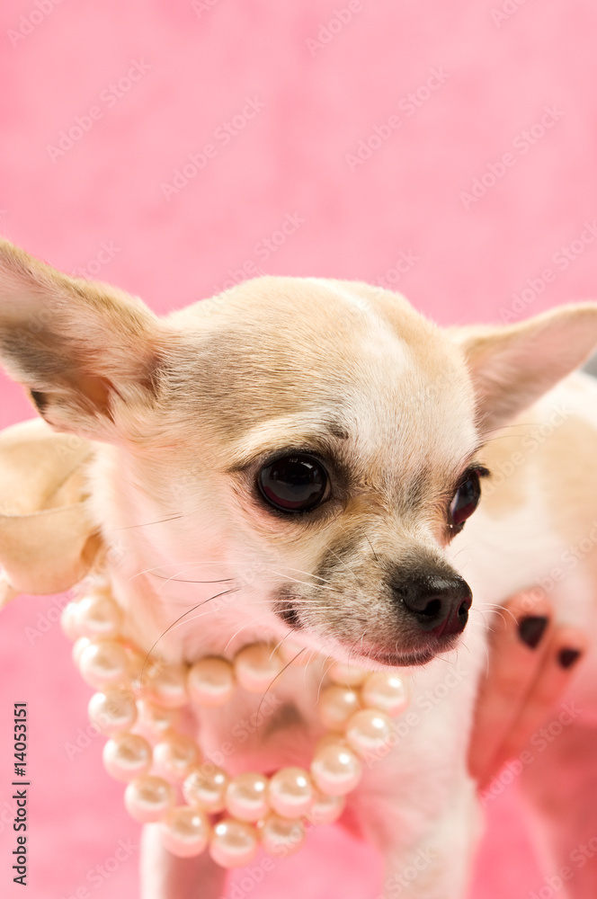 Chihuahua on a pink background