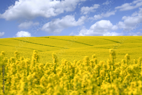 yellow field with oil seed rape in early spring