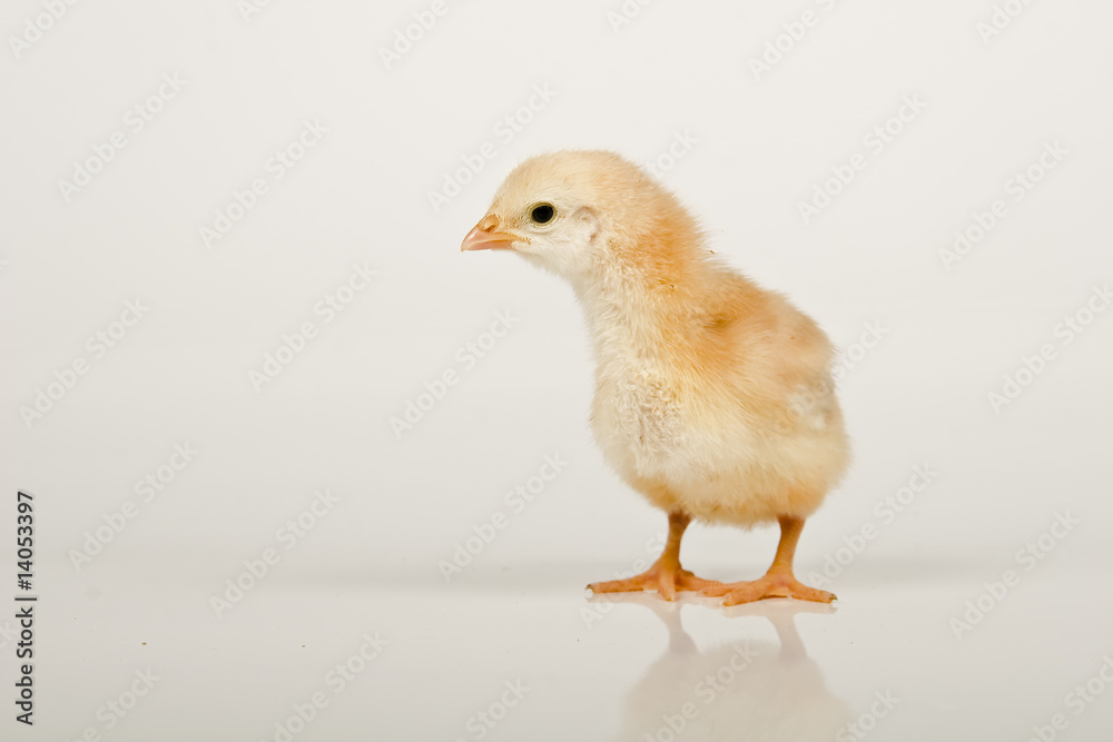 baby chicken