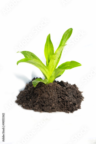 Plant in ground