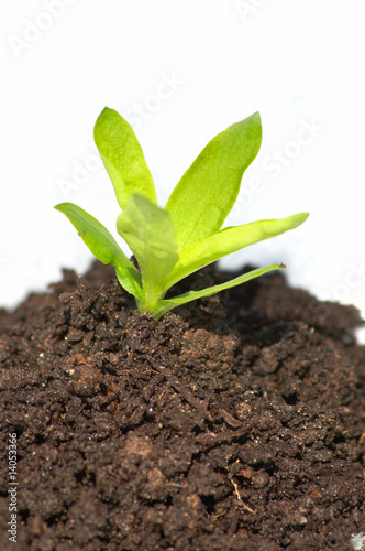 Plant in ground