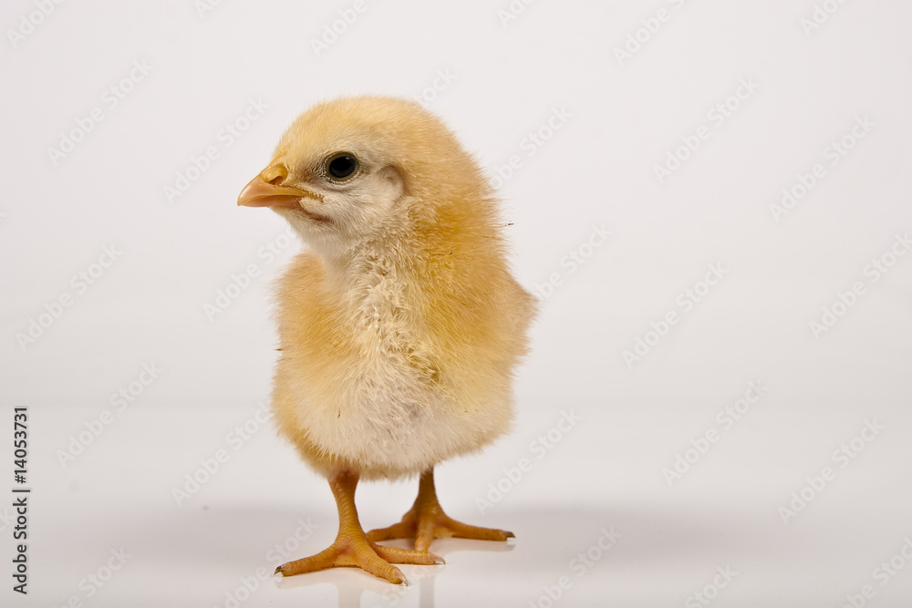 baby chicken baby chicken