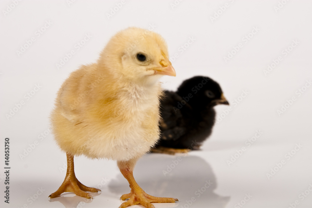 baby chicken baby chicken