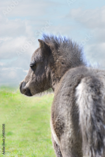 Miniature Horse Colt in Green Pasture against Blue Sky