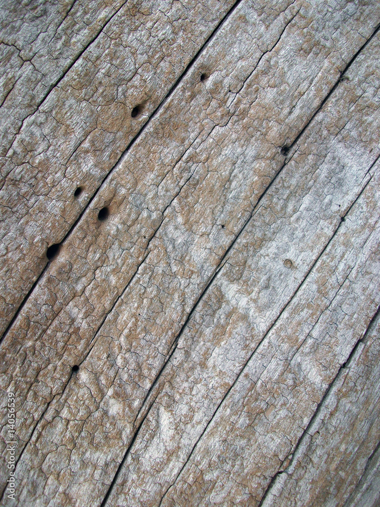 Driftwood Driftwood