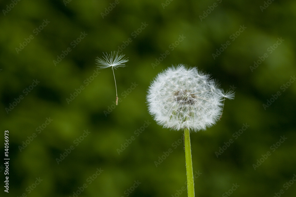 verbluehter Loewenzahn, Samen, links verbluehter Loewenzahn, Samen, links