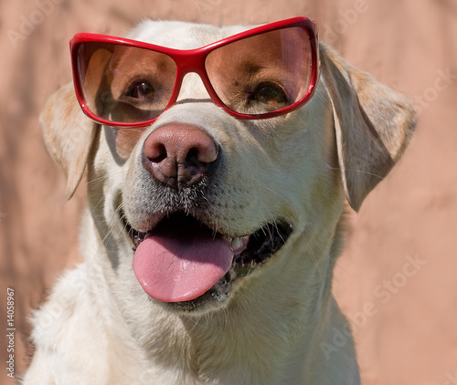Clever dog in glasses © liliya kulianionak