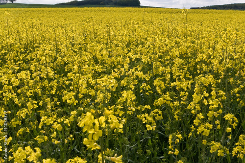 Raps, Ökologie, Biokraftstoff photo