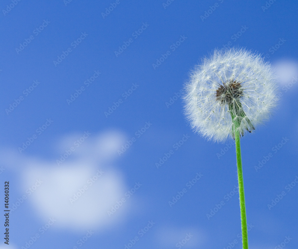 Dandelion on blue sky