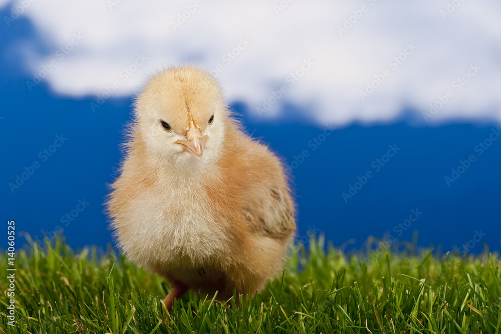 baby chicken