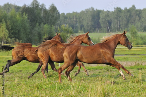 Three horses run gallop