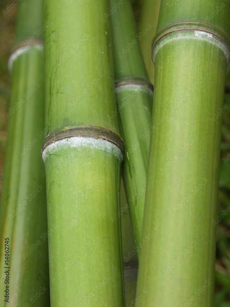 Obraz premium bambou