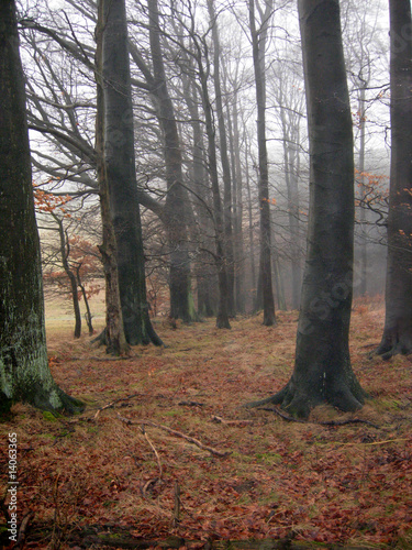 Herbstwald mit Nebel