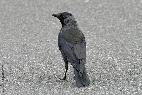 Dohle, Corvus monedula, Jackdraw photo