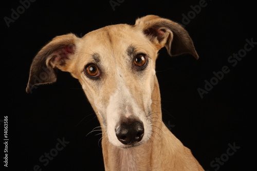 Neugieriger Windhund © Tierfoto-Graf