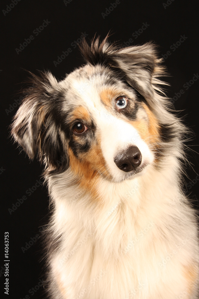 Australian Shepherd