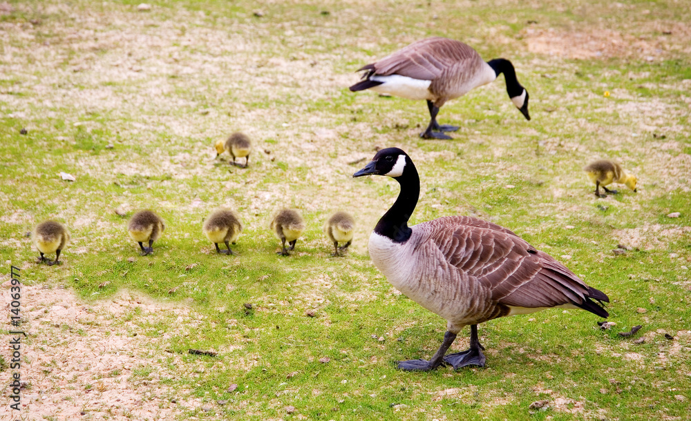 Family of Canada geese (Branta canadensis) Family of Canada geese (Branta canadensis)