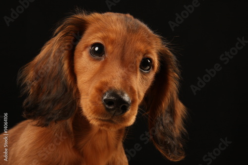 Dachshund