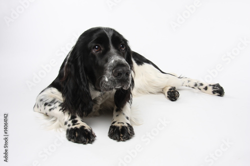 Fotografi English Springer Spaniel