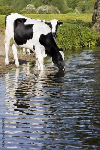 cows drinking from river