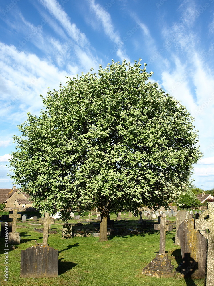 Obraz premium Cemetery with Old Gravestones