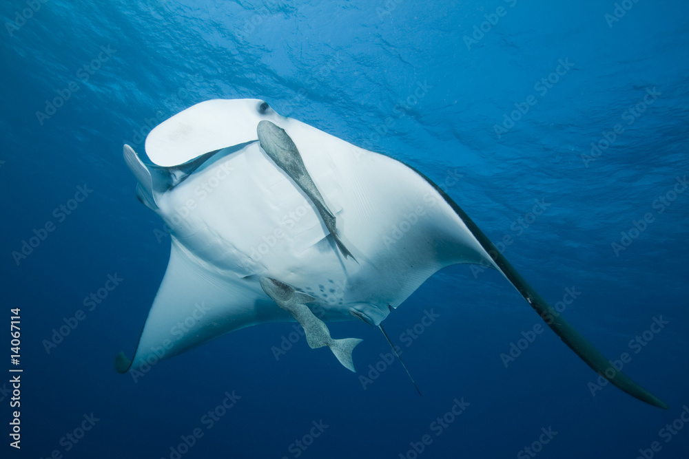 Obraz premium Manta Ray (Manta birostris)