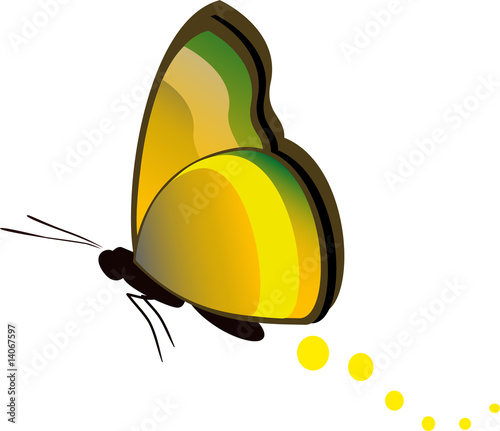 butterfly