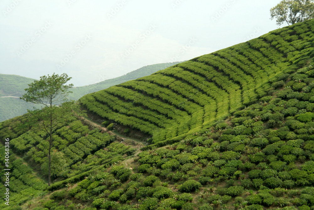 Beautiful pattern of bright, green tea garden on sloppy hill