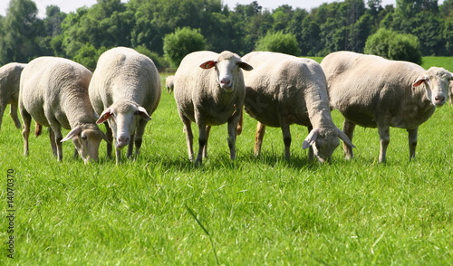 sheeps on green grass