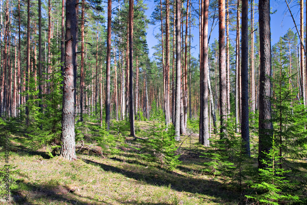 Obraz premium coniferous forest