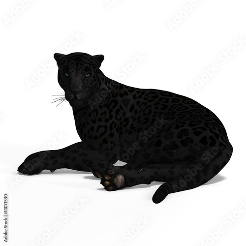 Big Cat Black Jaguar