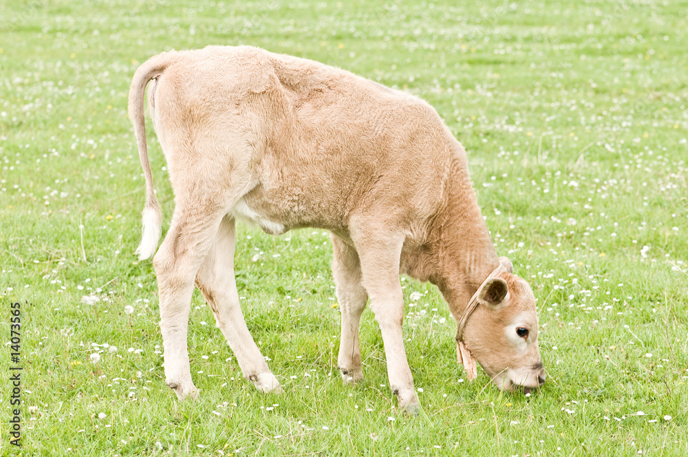 calf