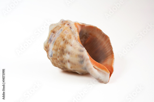 Sea-shell