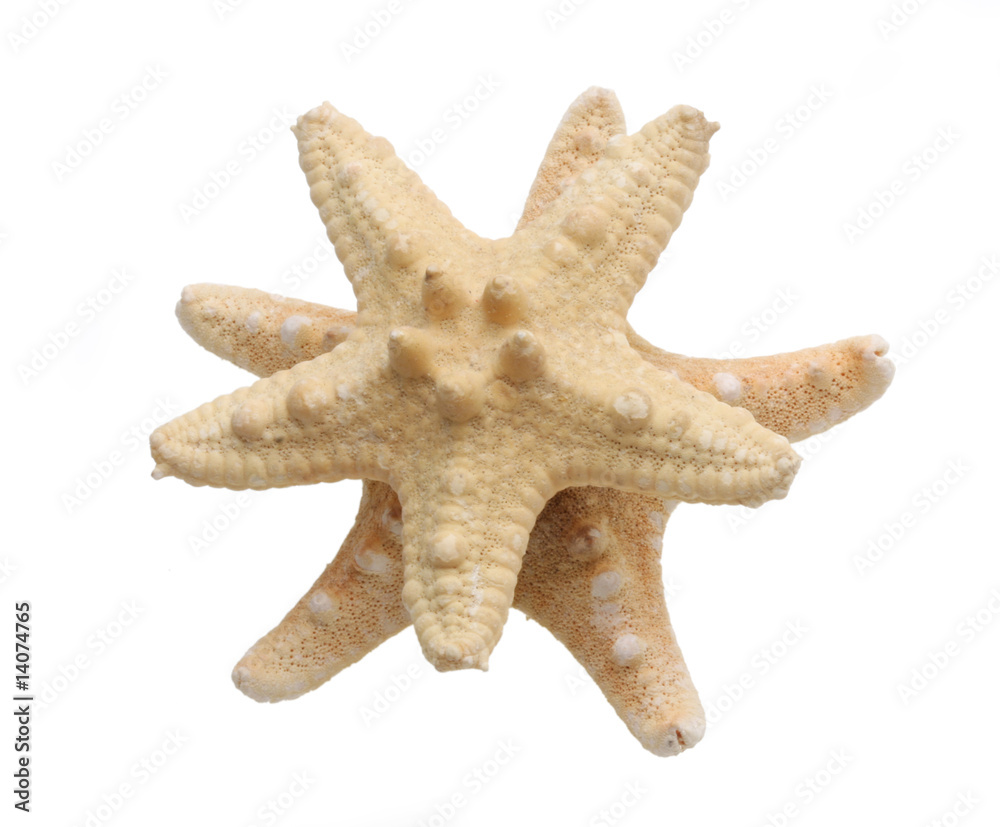 Shell Shell