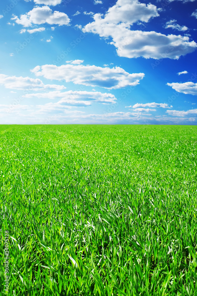 Meadow Meadow