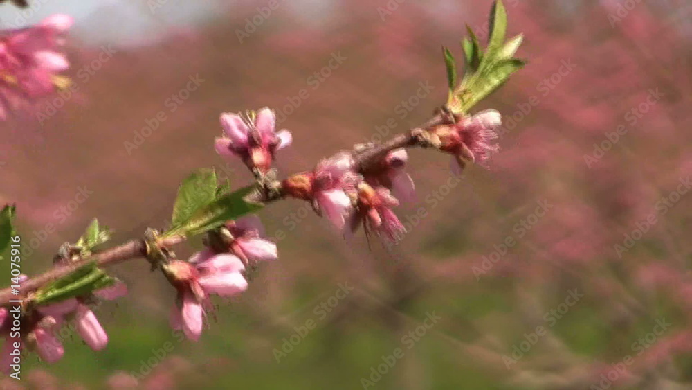 Pink peach blossoms in a gentle breeze Pink peach blossoms in a gentle breeze