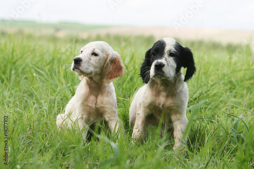 Photos moment de detente pour deux chiots setter anglais en ete