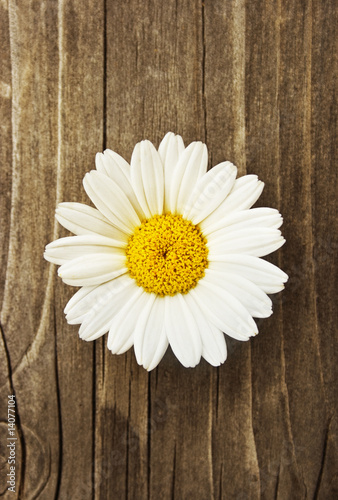 margeriten-blüte auf holz