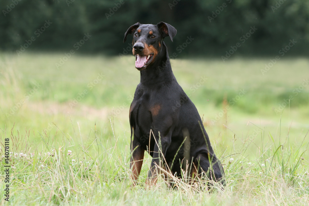 dobermann assis fier et droit dans la campagne dobermann assis fier et droit dans la campagne