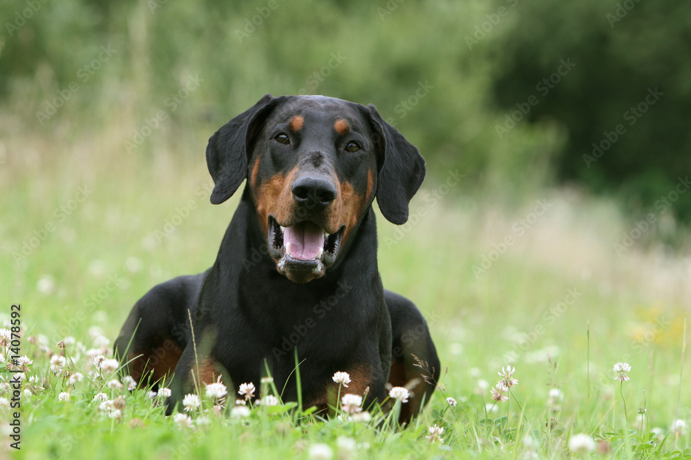 dobermann adulte content allongé dans un champ de fleurs dobermann adulte content allongé dans un champ de fleurs