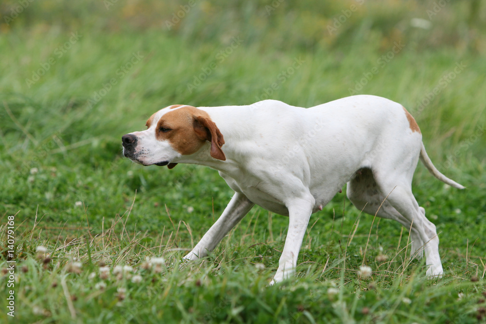 pose statique et à l'arrêt du pointer anglais en campagne