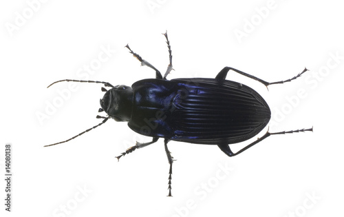 black bug