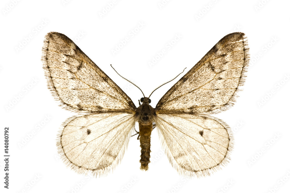 Fototapeta premium Alsophila aescularia