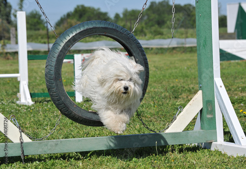 bichon en agility photo