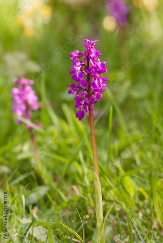 Early Purple Orchid