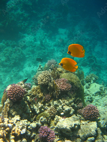 Coppia di pesci farfalla tra i coralli del Mar Rosso - Egitto #14083158