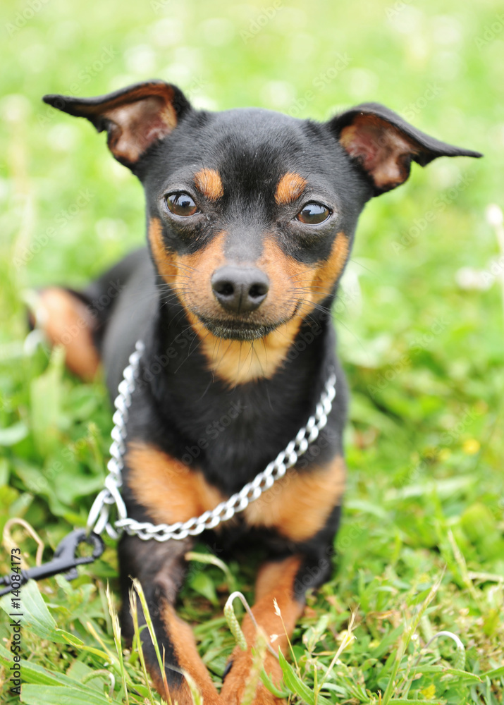 pinscher miniature