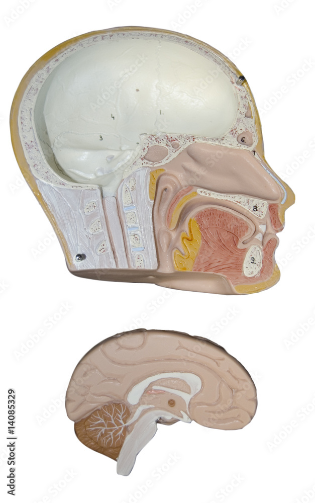 human skull and brain isolated on white Stock Photo | Adobe Stock