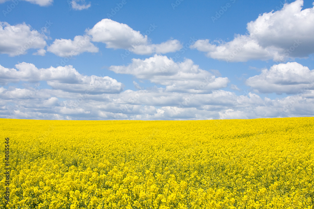 Rape field Rape field